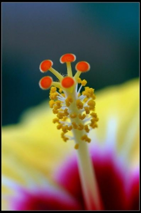 Odhalené půvaby rostlin - Fotograf roku - Kreativita - Krásný pro jeden den.