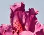 Miroslav Majer -Detail s rosou