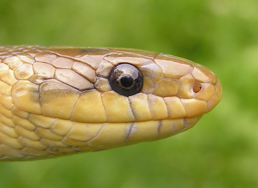 Hadí kráso
