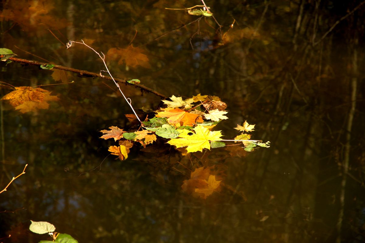 Podzim na vodě