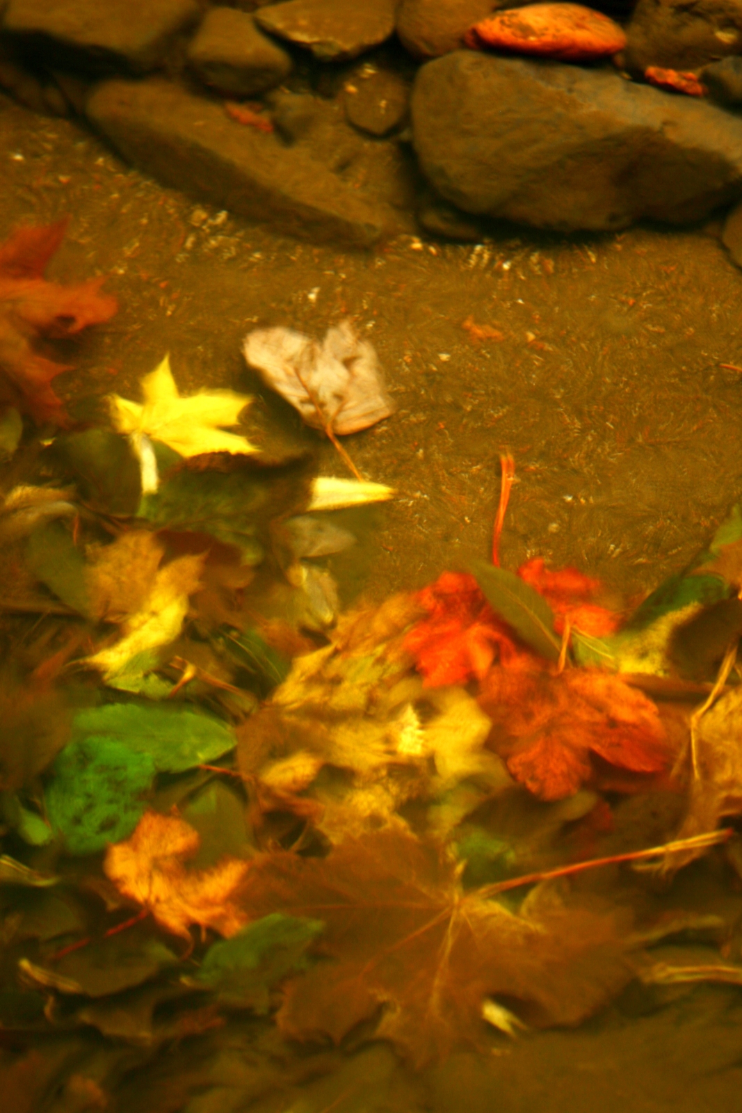 Listí ve vodě