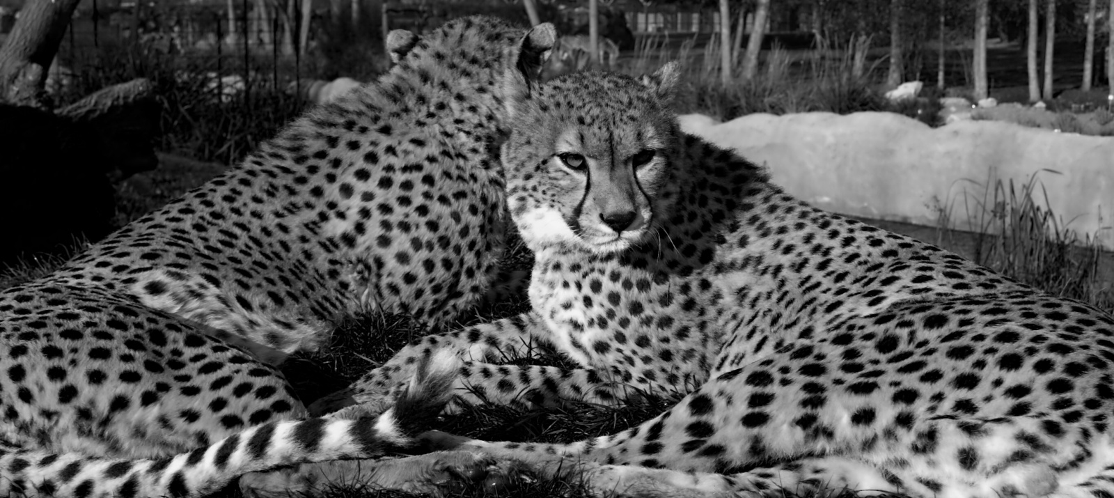 Gepardi v černo-bílé