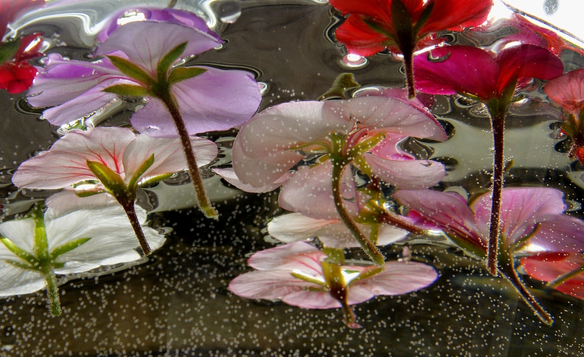 Květy ve vodě