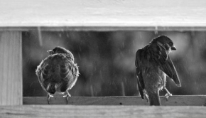 Když se čerti honí… - Fotograf roku - Kreativita - Dva rošťáci v dešti