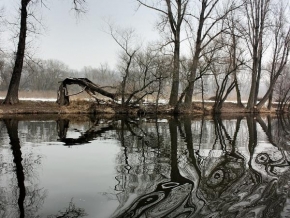 Krajina posedlá vodou - Fotograf roku - Kreativita - Stromy