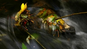 Fotograf roku v přírodě 2011 - Listí v proudu