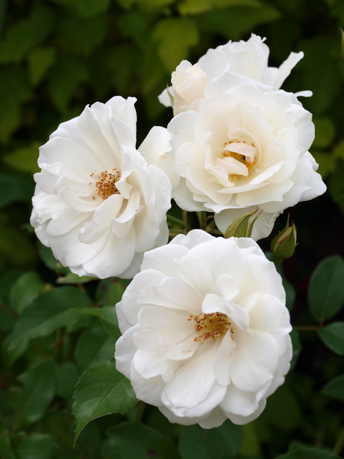 Bílé růže v zahradě