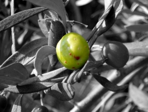 Odhalené půvaby rostlin - Tak trochu jiná oliva