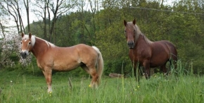 Fotograf roku v přírodě 2011 - Koně