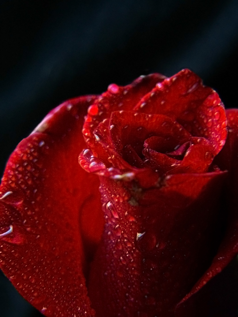 Rudá růže