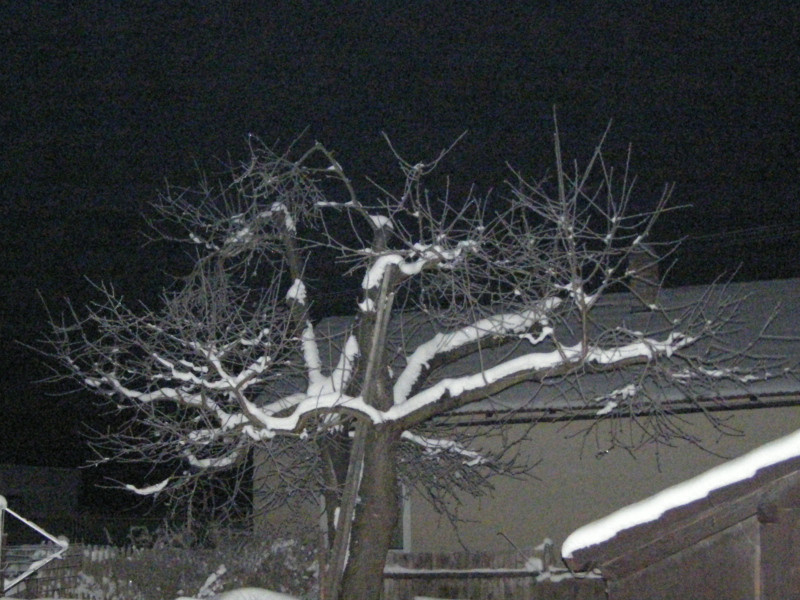 Třešeň v zimě