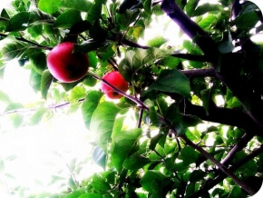 Odhalené půvaby rostlin - Jablka