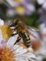 juraj dobrotka -Včela medonosná