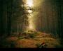 Filip Radosta -Beautiful Moments of the Woods