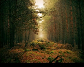 Slunce je veliký básník! - Beautiful Moments of the Woods