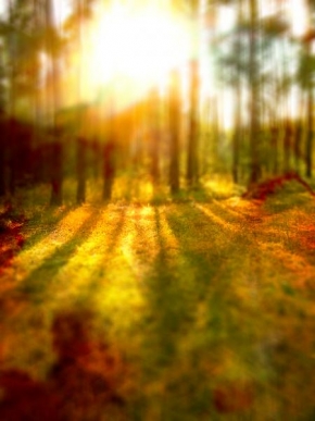 Slunce je veliký básník! - Forest Sunrise