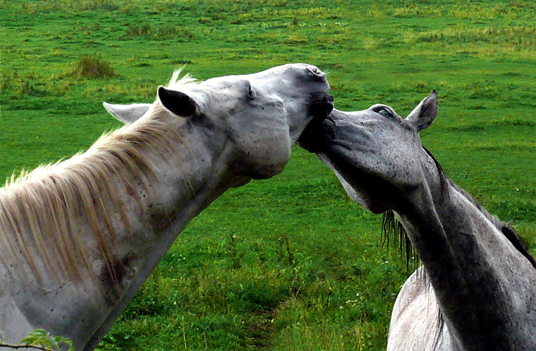 Když se zamiluje kůň.....