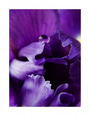 Odhalené půvaby rostlin - Iris