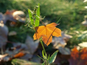Odhalené půvaby rostlin - Místo květu vykvetl list