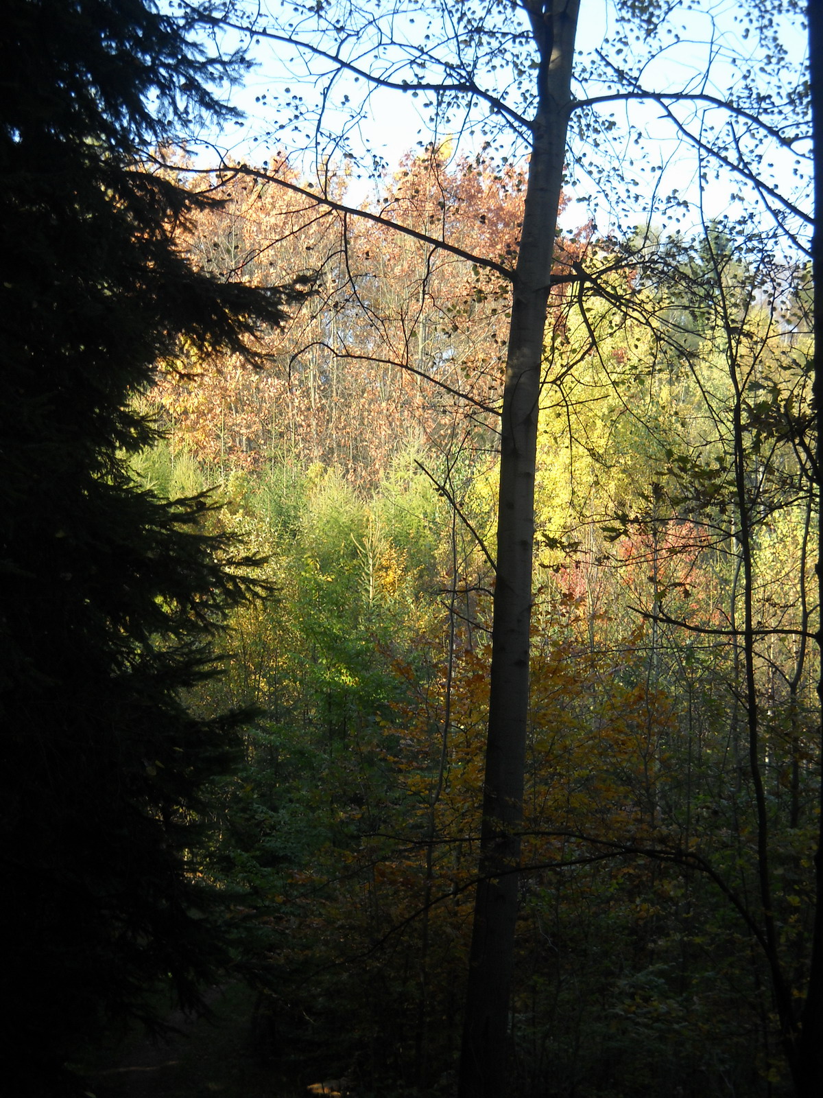Les na podzim