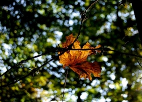 Fotograf roku v přírodě 2011 - Cítíš ten podzim ?
