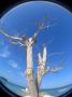 Grand Cayman