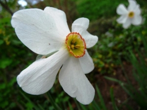 Odhalené půvaby rostlin - Narcis ve své kráse