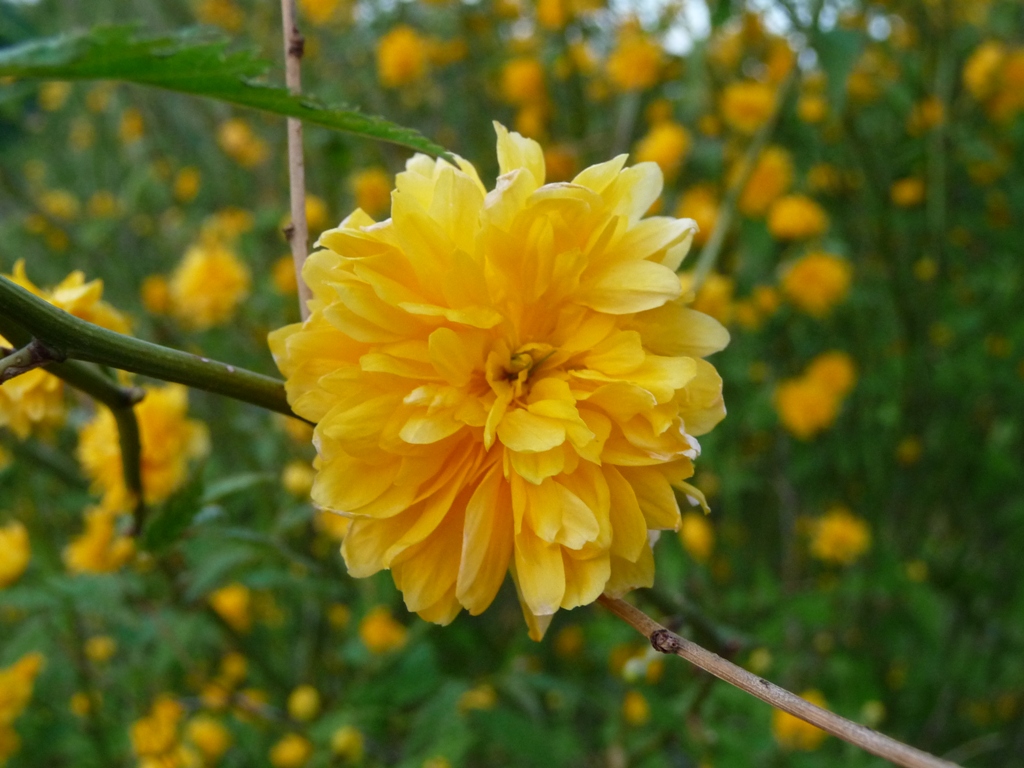 Žlutý keříkový květ