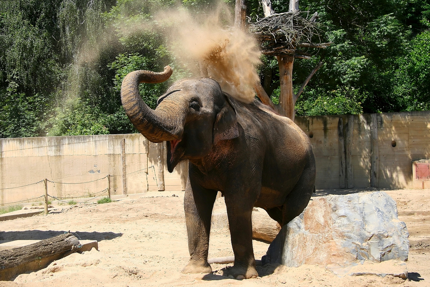 Slon dovádí
