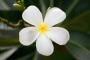 Katrin Jarocká -Velmi jednoduchá a velmi překrásná květina