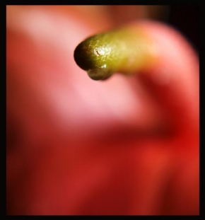 Odhalené půvaby rostlin - Fotograf roku - Kreativita - Uplakaná