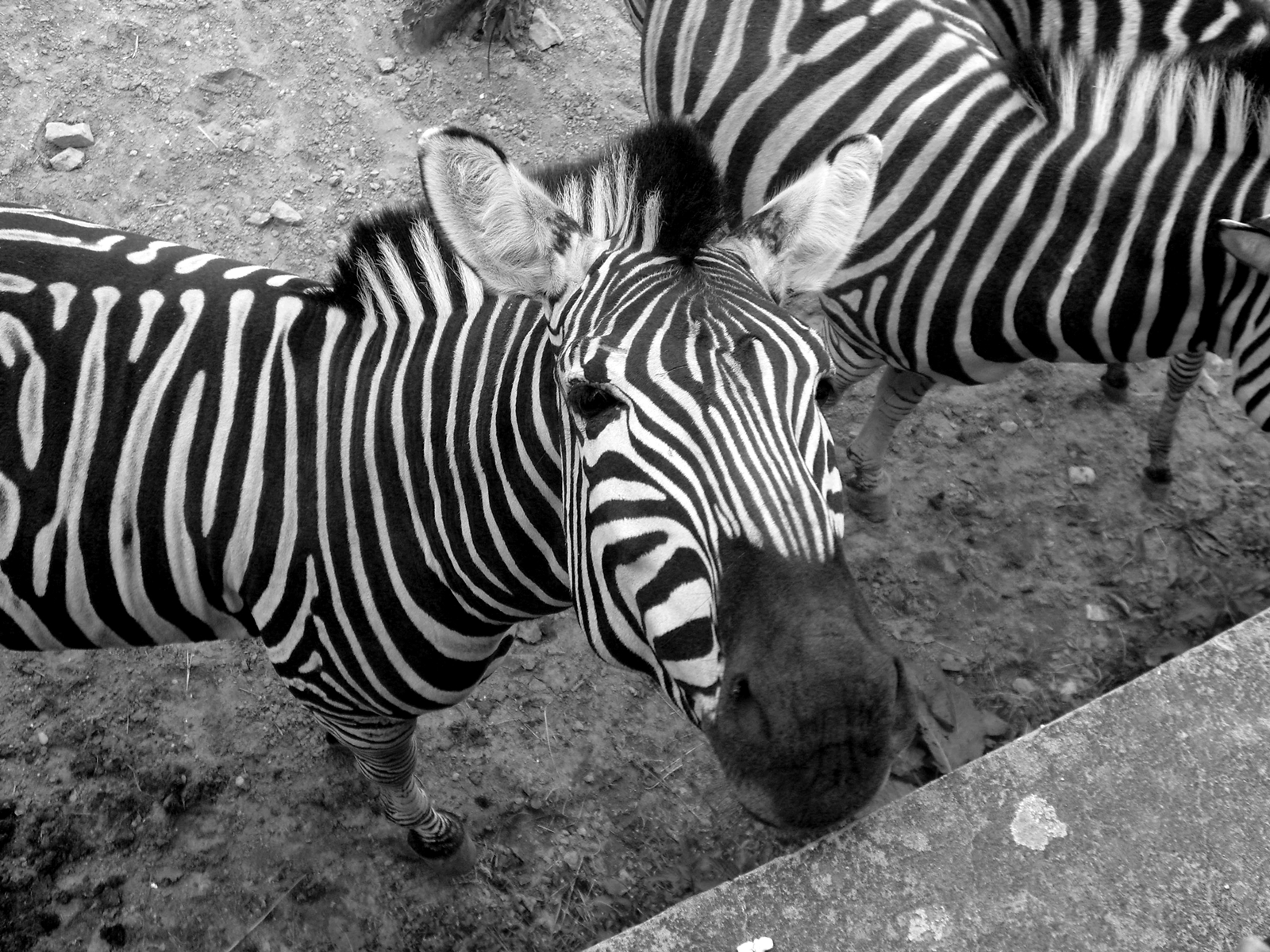 Zvedavá zebra