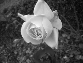 Odhalené půvaby rostlin - Bílá růže