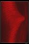 Tulipán