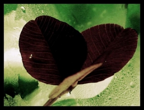Odhalené půvaby rostlin - čtyřlístek