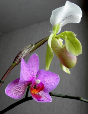 Odhalené půvaby rostlin - Fotograf roku - Junior - Orchideje