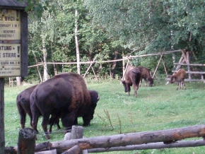 Zuzka Ficková - Býci nebo bizoni?