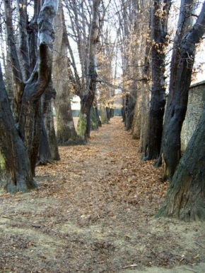 Tomáš Kočík - Cestou cez stromy