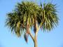 Lenka Krusinova - Palm Tree