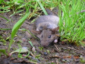 Makrosvět - Myšička myš
