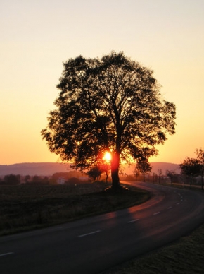 Ondřej Procházka - Večerní osamělý strom