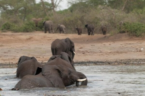 Fotograf roku v přírodě 2011 - Sloni na koupališti