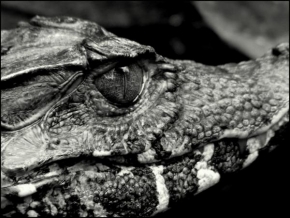 Lenka Křičenská - Krokodýlí kukuč