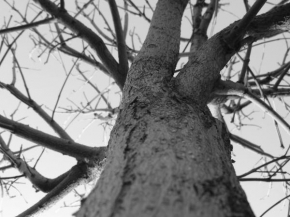 Sabina Gargošová - Růst stromu