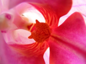 Odhalené půvaby rostlin - Fotograf roku - Junior - Orchidej