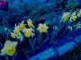 Markéta Černá -Žluté květiny