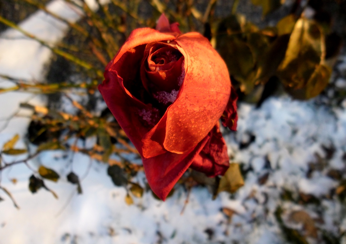 Zmrzlá růže