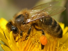 Makrosvět - Včela medonosná