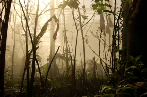 Letem exotickým světem - Deštný prales