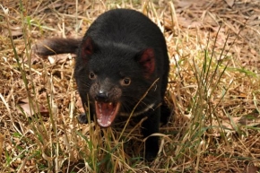 Tomáš Mähring - Rozčílený tasmanský čert